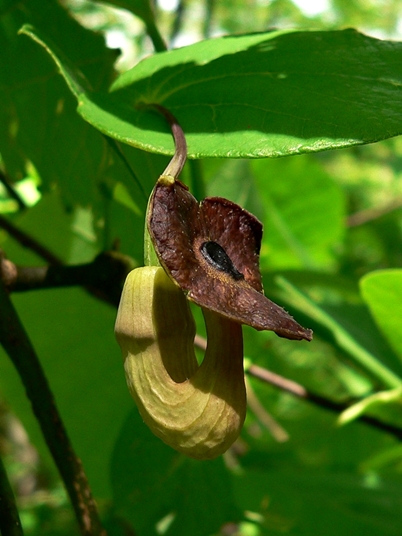 {Isotrema macrophyllum}